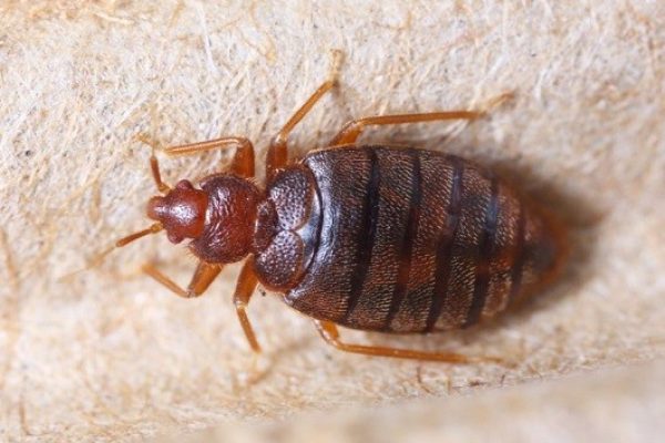Alhijaz-Bed Bugs Control Services in Kenya