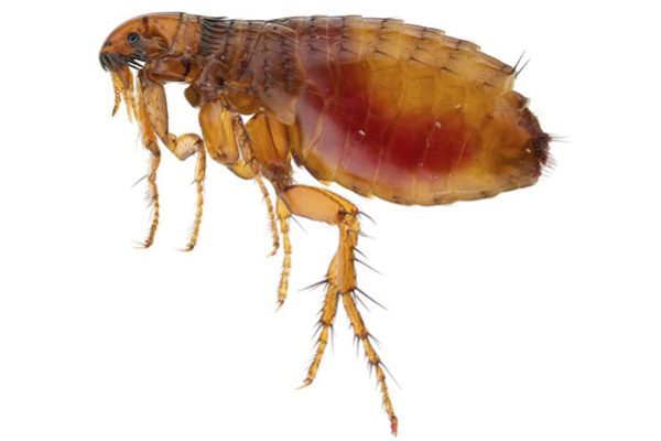 Alhijaz-Fleas & Ticks Control Services in Kenya