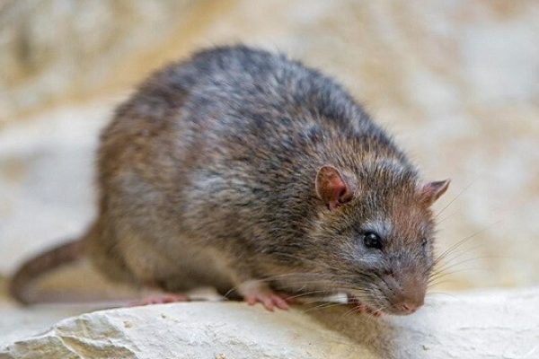 Alhijaz-Rat Control Services in Nairobi, Kajiado, Kiambu, Machakos Kenya