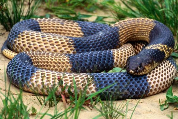Alhijaz-Snake Control Services in Kenya
