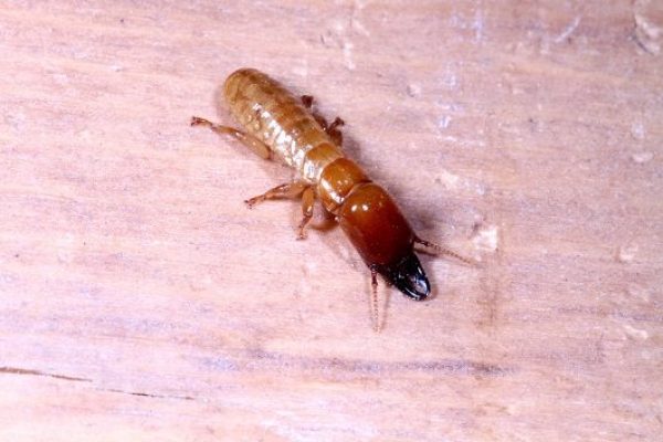 Alhijaz-Termite Control Services in Nairobi, Kajiado, Kiambu, Machakos Kenya